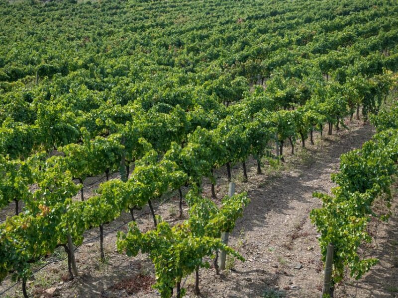 From Salou: Priorat Olive Trees and Wine Tour - Itinerary