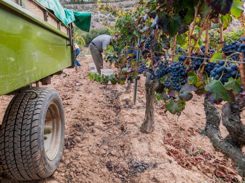 From Salou: Priorat Olive Trees and Wine Tour - Highlights