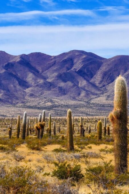 From Salta: Cafayate, Humahuaca, Cachi, & Salinas Grandes - Travel Tips and Recommendations