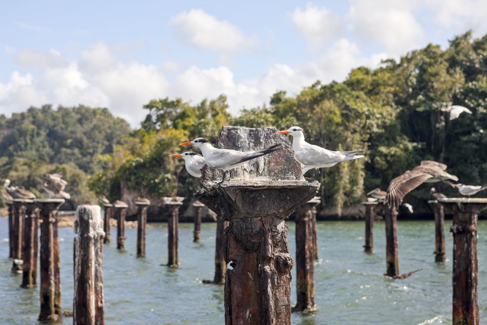 From Samana: Los Haitises Boat and Walking Tour With Lunch - Exploring the Caves