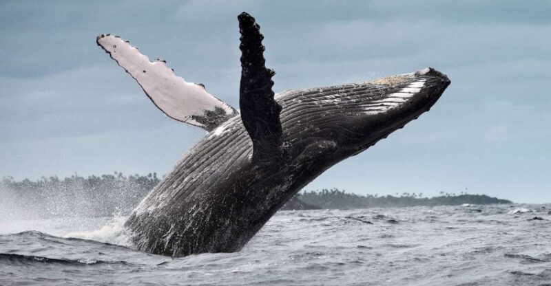 From Samaná: Whale Watching and Cayo Levantado Boat Tour - FAQ