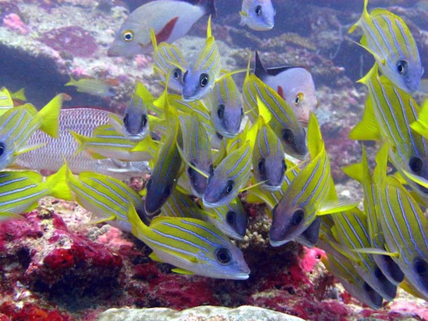 From Samui: Ko Tao and Koh Nang Yuan Speedboat Day Trip - Important Considerations