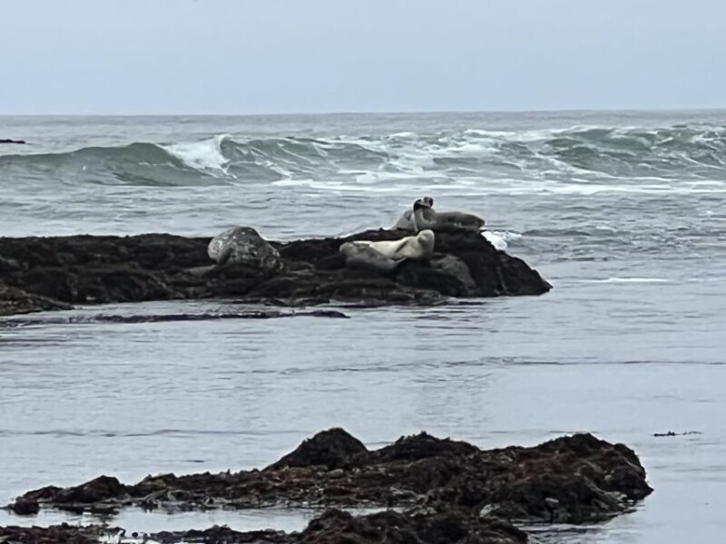 From San Francisco: Carmel, Monterey & Big Sur Private Tour - Authentic Experiences from Travelers