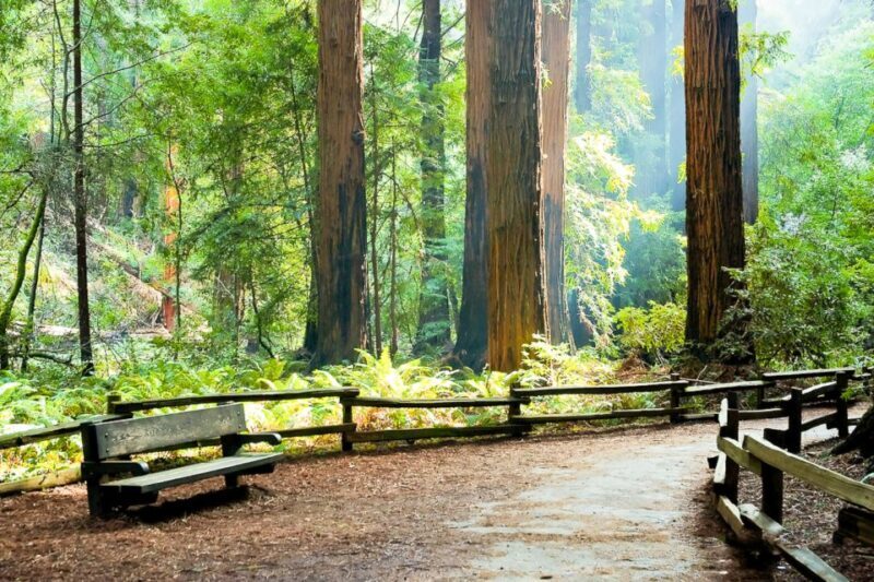 From San Francisco: Guided Muir Woods Excursion - FAQs