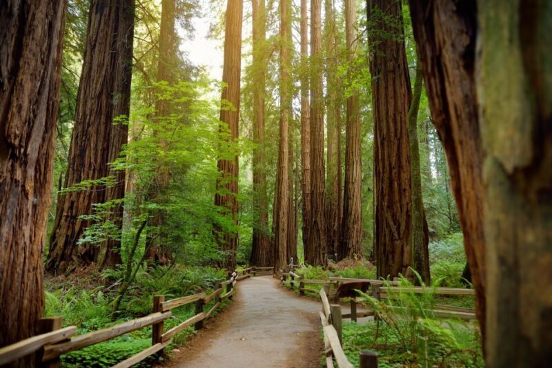 From San Francisco: Guided Muir Woods Excursion - Final Thoughts