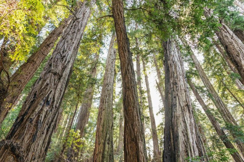 From San Francisco: Guided Muir Woods Tour - Key Points