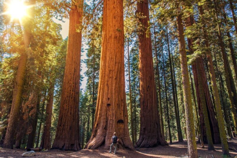 From San Francisco: Guided Muir Woods Tour - FAQ