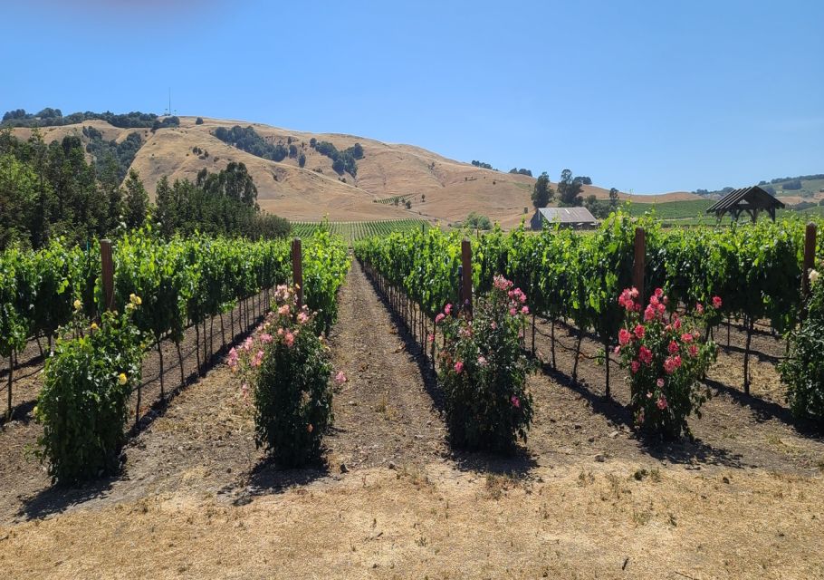 From San Francisco: Napa and Sonoma Private Wine Tour - Transportation and Guide