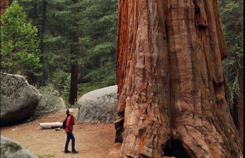 From San Francisco: Redwoods, Coast, and Sausalito Tour - Key Points