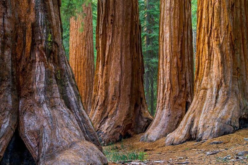 From San Francisco: Redwoods Tour and Gourmet Lunch and Wine - A Balanced Look at the Itinerary