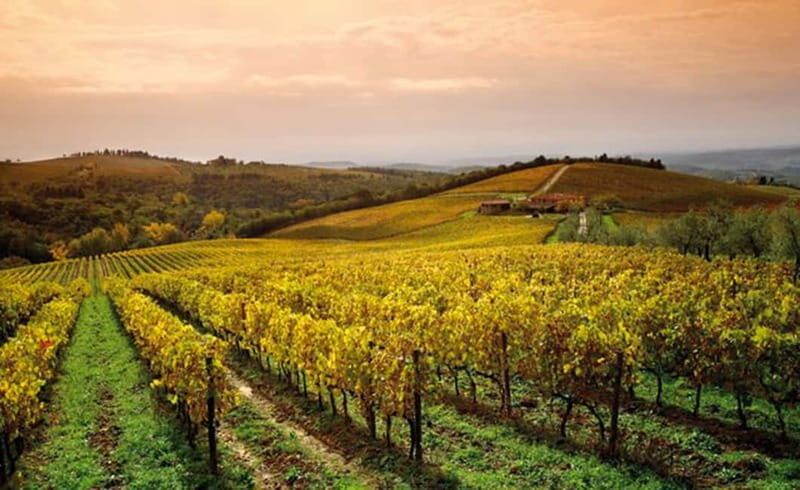 From San Gimignano: Brunello Wine Tour - An In-Depth Look at the Brunello Wine Tour