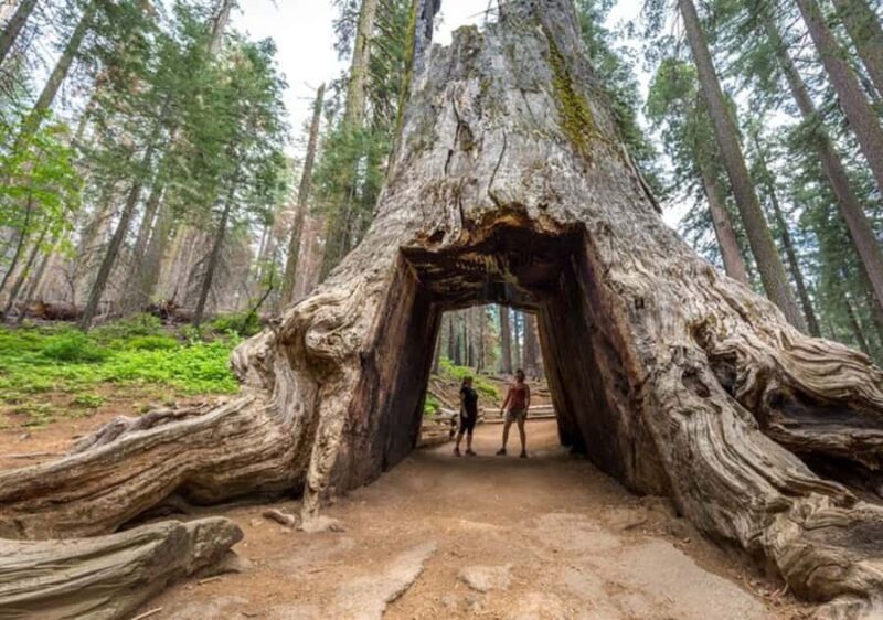 From San Jose:Enchanted Full Day Yosemite National Park Tour - What the Reviews Say