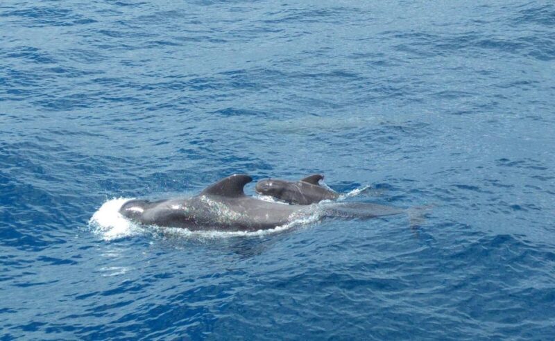 From San Juan Beach : Marine Life Cruise - Departure and Route Details