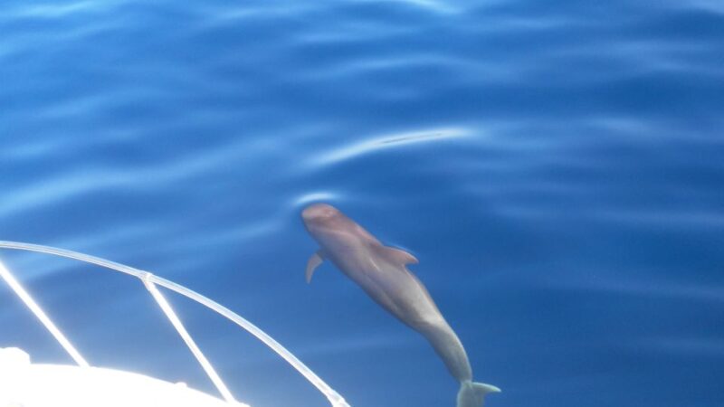 From San Juan Beach : Marine Life Cruise - Discovering Diverse Marine Creatures