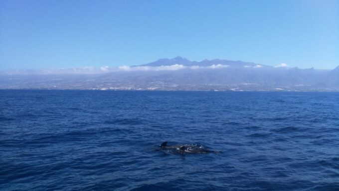 From San Juan Beach : Marine Life Cruise - Personalized Experience and Guided Commentary