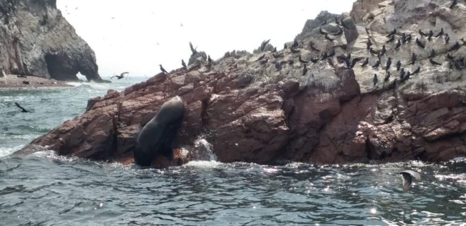 From San Martin Port: 2-Hour Ballestas Island - Wildlife and Scenic Highlights