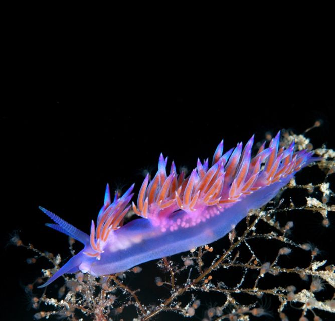 From San Teodoro: diving for experts in Tavolara and Molara - Key Points