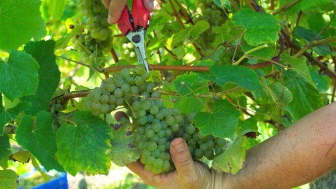 From Santander: Gastronomic Tour - Bodegas Vidular: Vineyard Experience