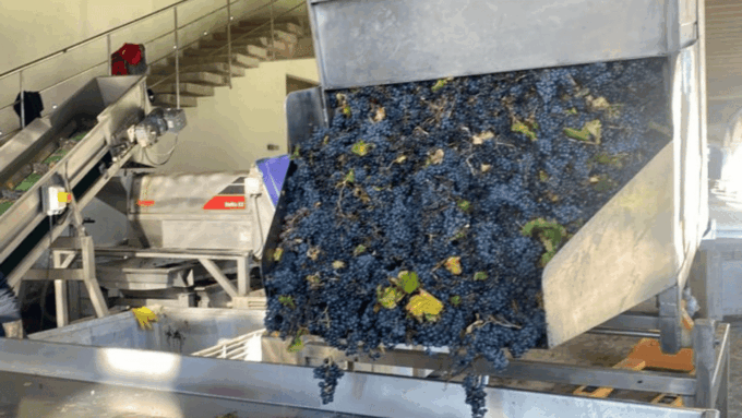 From Santiago: Undurraga Winery Tour With Tasting - Customer Feedback and Ratings