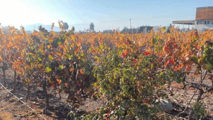 From Santiago: Undurraga Winery Tour With Tasting - Frequently Asked Questions