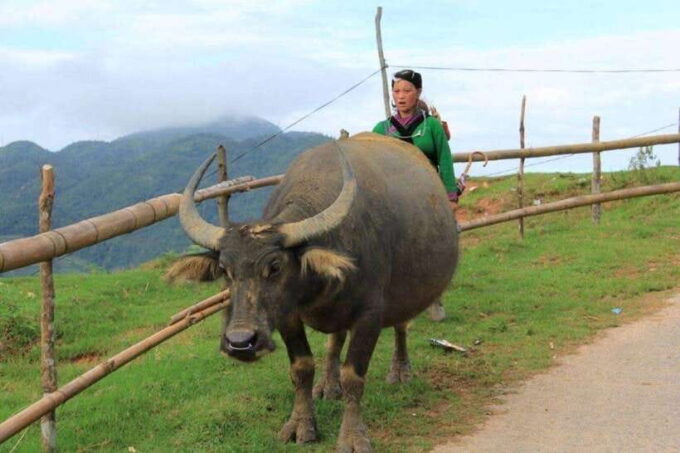 From Sapa: Trekking 1 Day Y Linh Ho - Lao Chai - Ta Van - What to Expect During the Trek