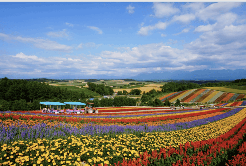 From Sapporo : Hokkaido Furano Tomita Farm Joiner Tour - Tour Overview