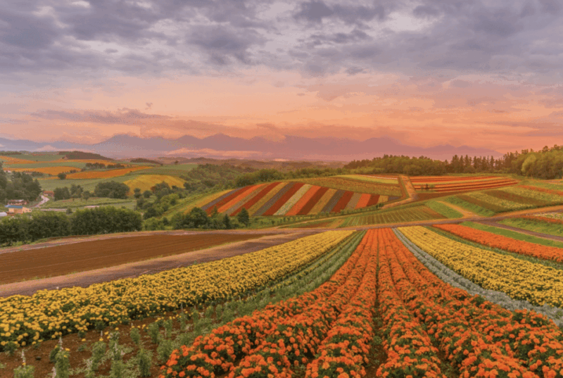From Sapporo : Hokkaido Furano Tomita Farm Joiner Tour - Inclusions and Exclusions