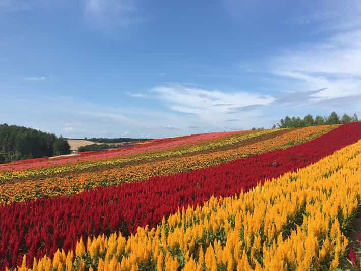 From Sapporo: Private Customized Day Tour to Biei+Furano - Transportation Details