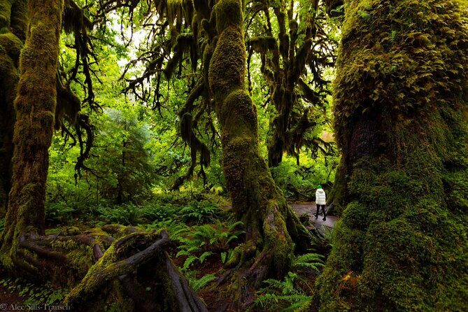 From Seattle Hoh rain forest and Olympic National Park Highlight - FAQ