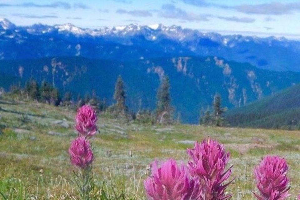 From Seattle: Olympic National Park Full Day Tour - Language and Payment Details