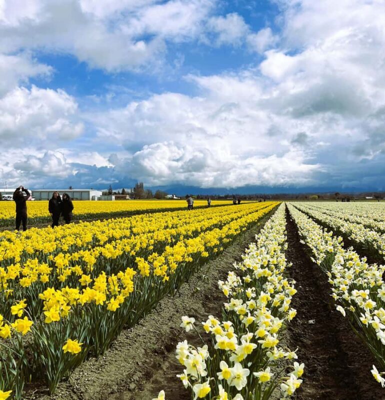 From Seattle: Tour of Skagit Valley Tulip Festival - FAQ