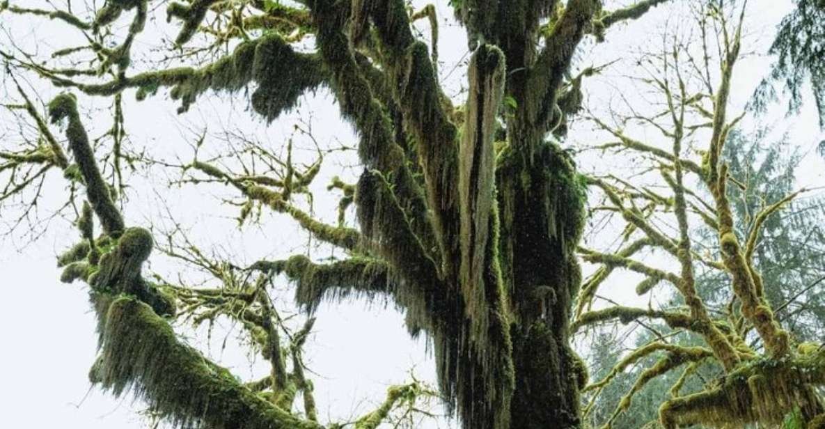 From Seattle: Twilight Forks Washington Tour - Visiting Forks Collection