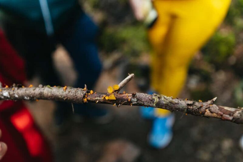 From Seattle: Visit Snoqualmie Falls and Hike to Twin Falls - FAQ