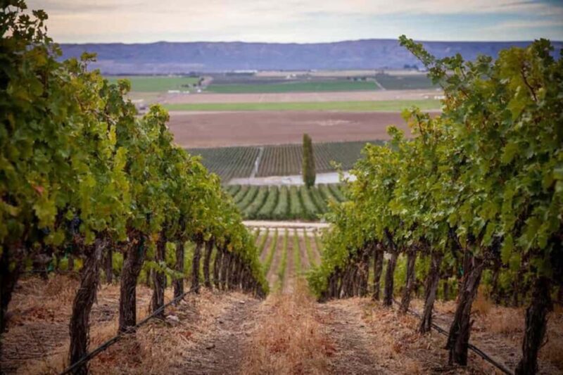 From Seattle - Wine Tasting, Vineyards in Eastern WA - Cost and Value