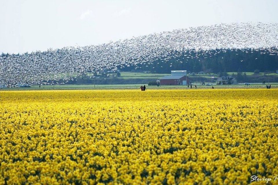 From Seattle:Tulip Festival at Skagit Valley and La Conner - Explore Kukutali Preserve State Park