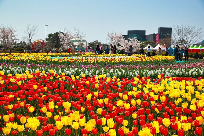 From Seoul: Taean Tulip Festival & Strawberry Picking Day Tour - Meeting Points