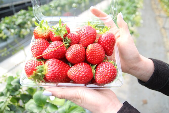 From Seoul: Taean Tulip Festival & Strawberry Picking Day Tour - Accessibility Options