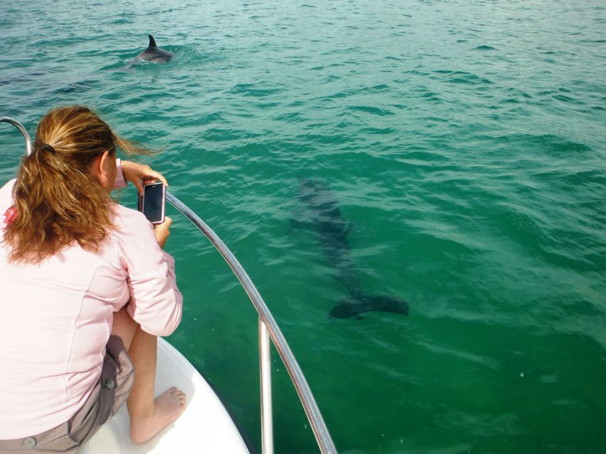 From Sesimbra: Arrábida Dolphin Watching Boat Tour - Itinerary Highlights