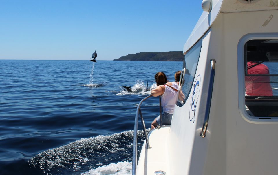From Sesimbra: Arrábida Dolphin Watching Boat Tour - Observing Marine Life