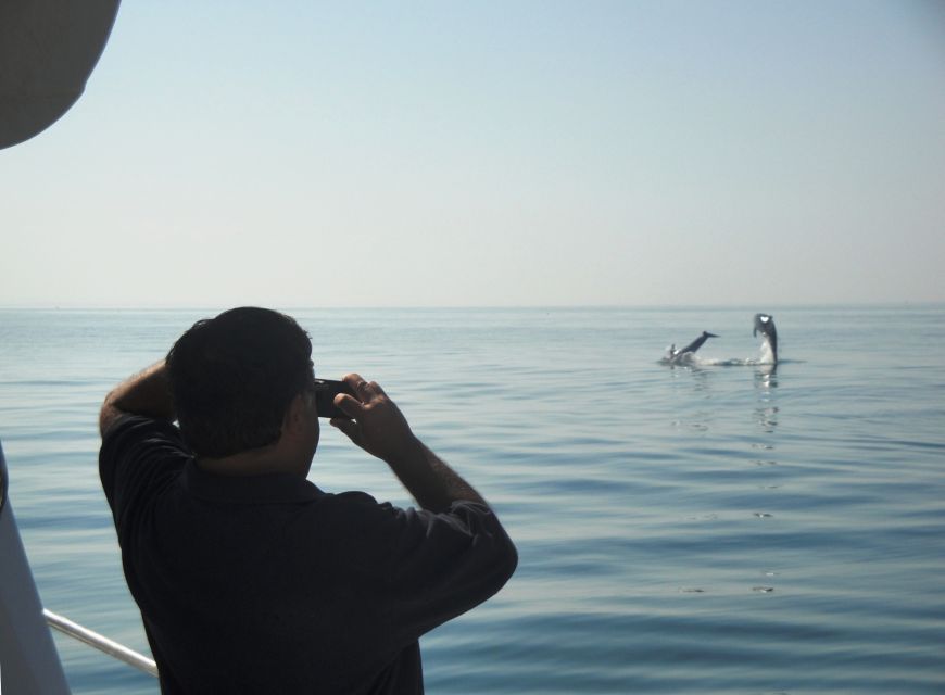 From Sesimbra: Arrábida Dolphin Watching Boat Tour - Educational Experience