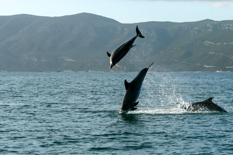 From Sesimbra: Arrábida Dolphin Watching Boat Tour - Tour Inclusions