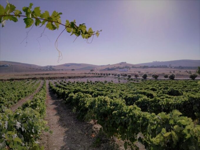 From Seville: Cadiz and Jerez De La Frontera Day Trip - Important Information for Travelers