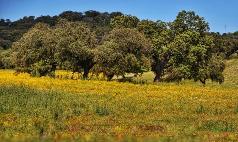 From Seville: Cerro del Hierro Private Hike with Picnic - Key Points
