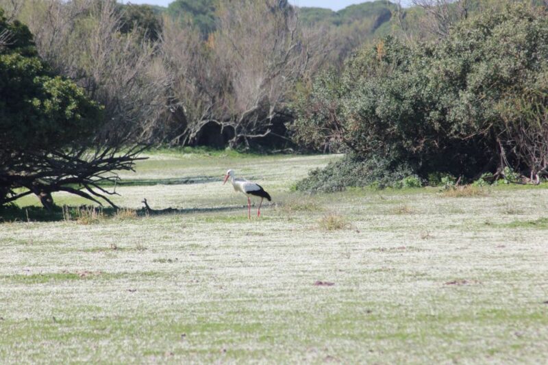 From Seville: Doñana National Park Full-Day Private Tour - Itinerary and Activities