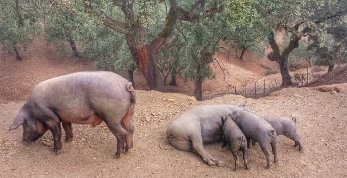 From Seville: Iberian Ham Full-Day Tour to Aracena - Exploring the Traditional Village