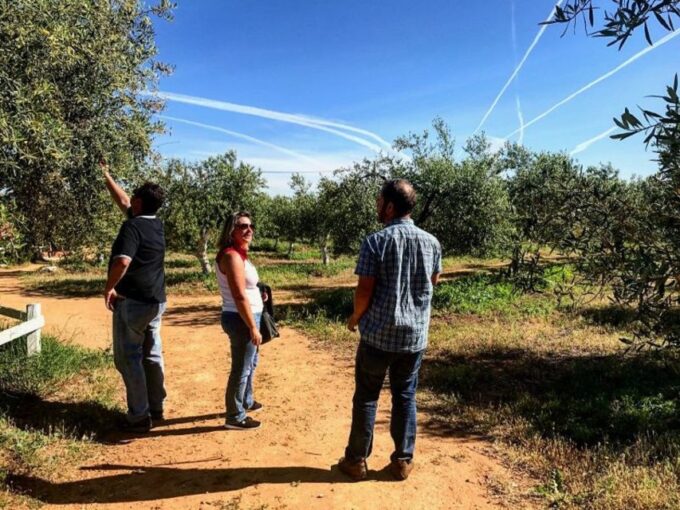 From Seville: Olive Oil Farm Tour - Tasting and Flavors