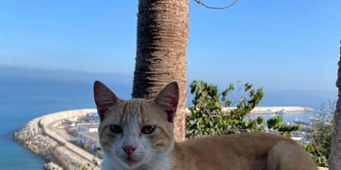 From Seville: VIP Tangier Tour, All Included. - Frequently Asked Questions