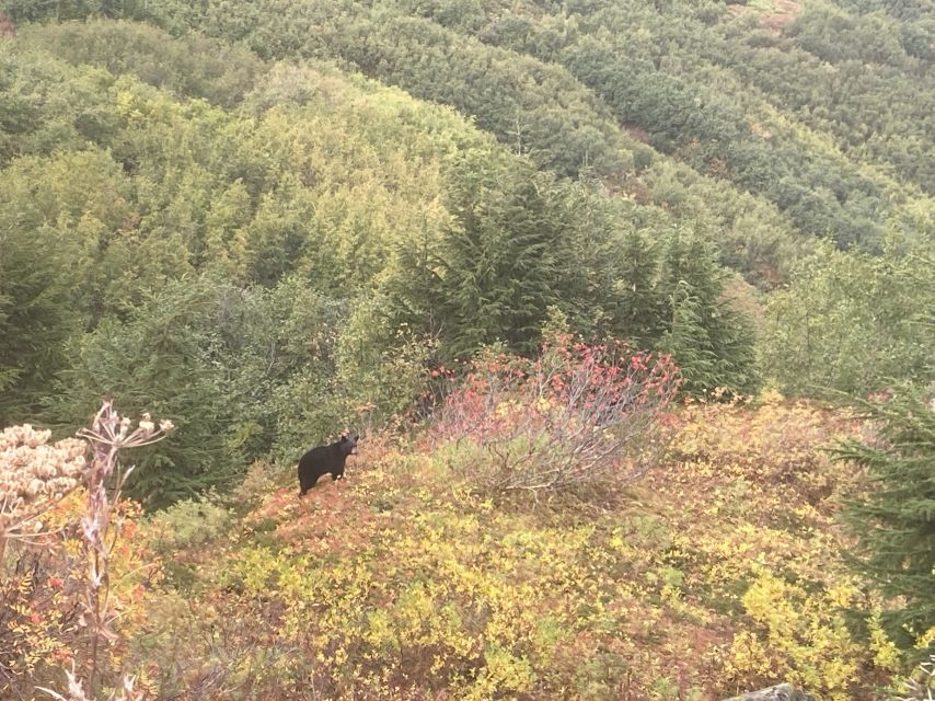 From Seward: 4-hour Wilderness Hiking Tour - Equipment and Transportation Provided