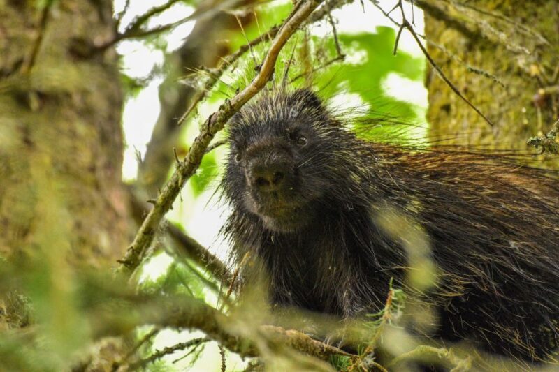From Seward: 6-hour Wilderness Hiking Tour - Who Should Consider This Tour?