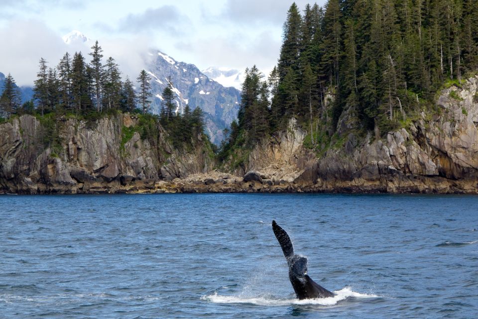 From Seward: Half-Day Resurrection Bay Wildlife Cruise Tour - Restrictions